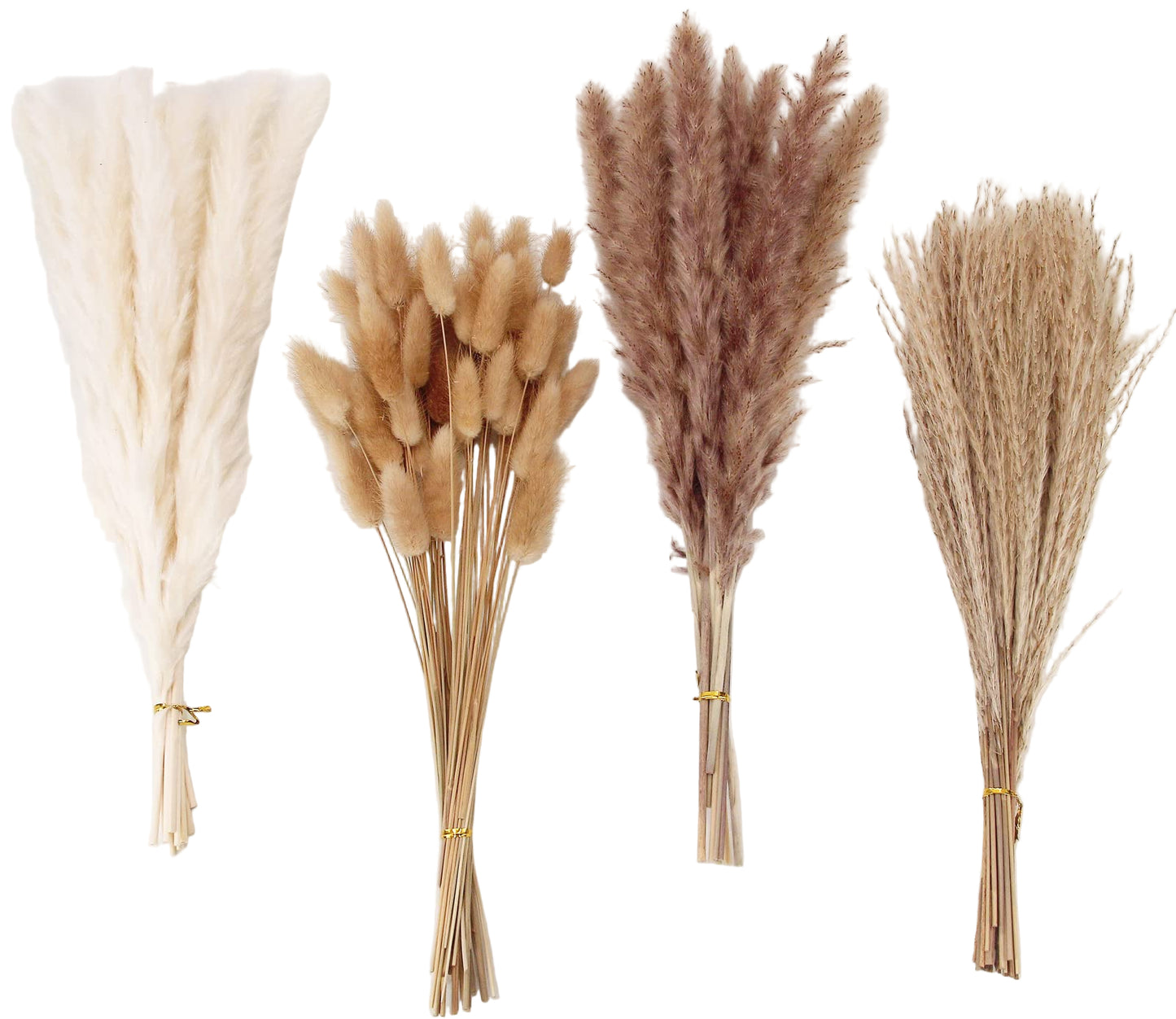 Pampas Grass
