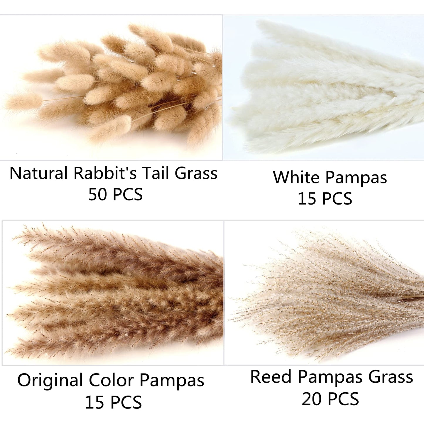 Pampas Grass