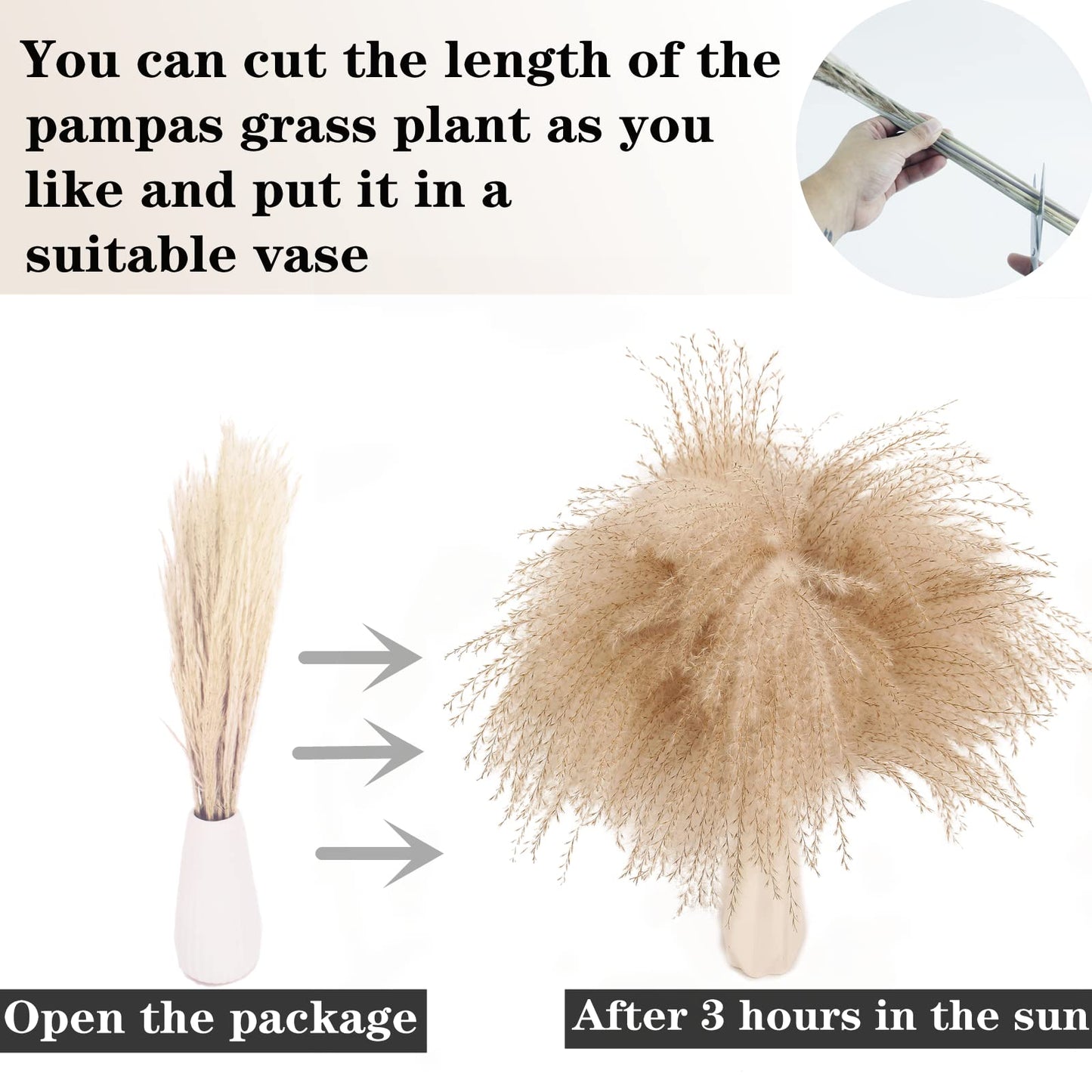 Pampas Grass
