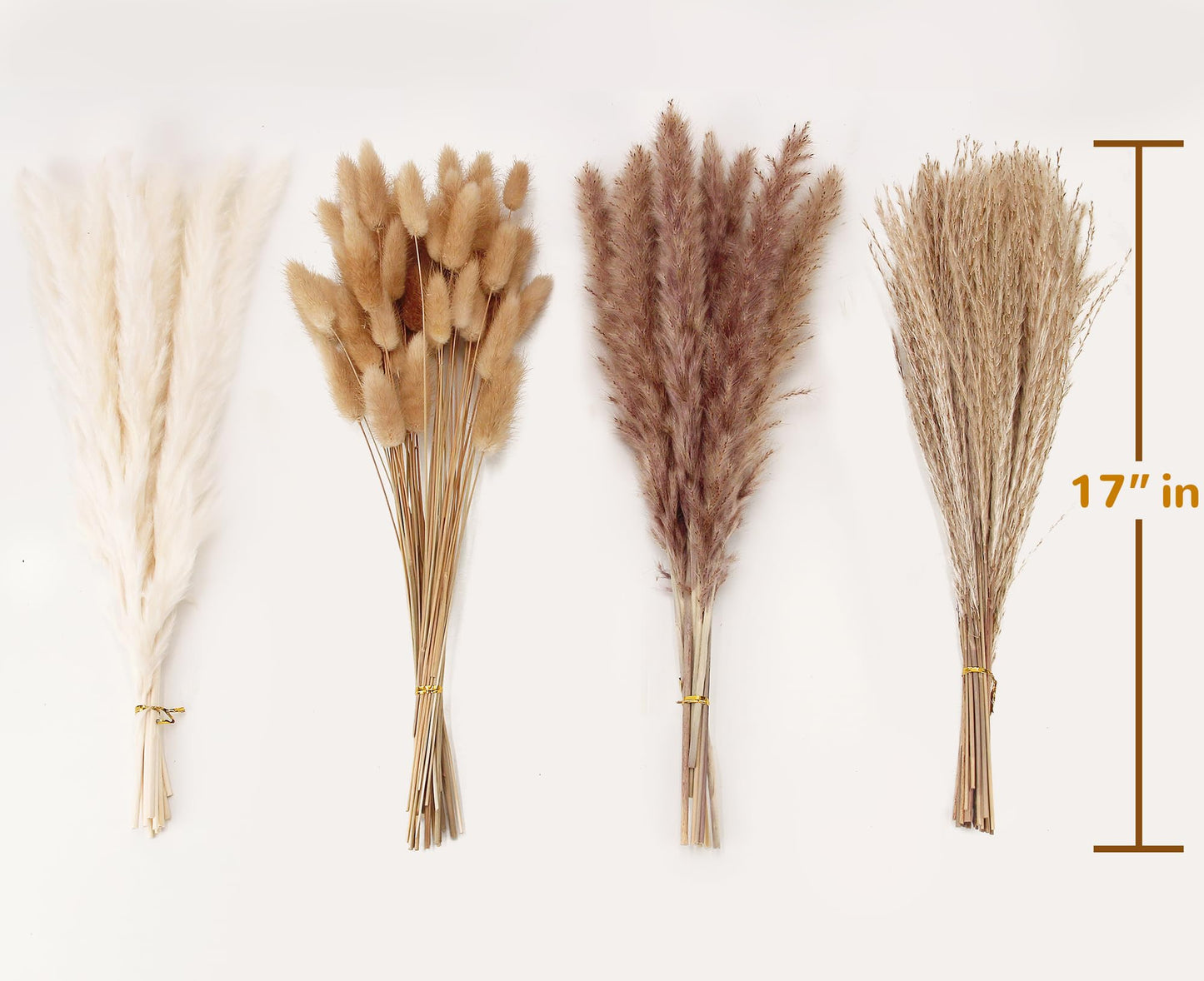Pampas Grass