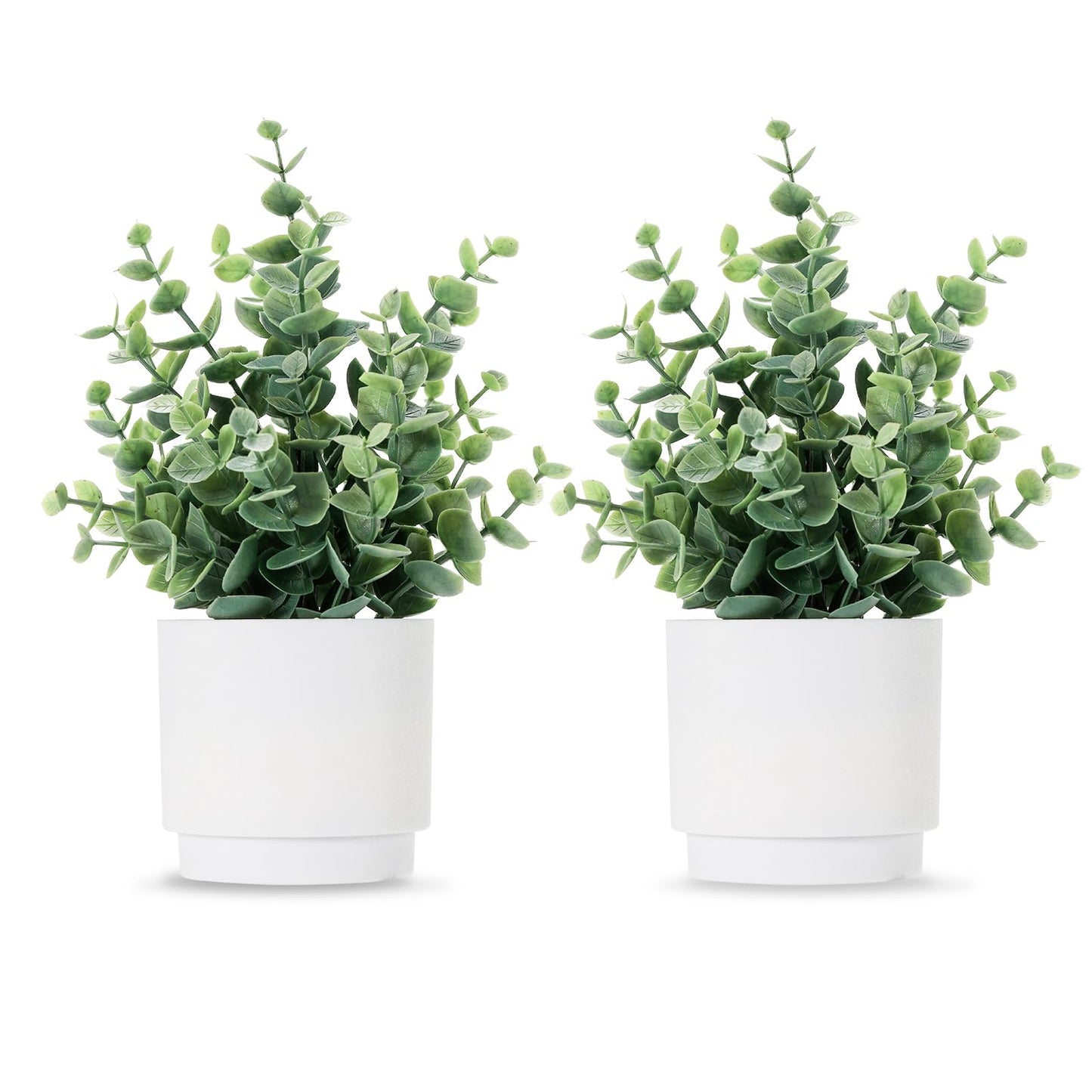 Mini Eucalyptus