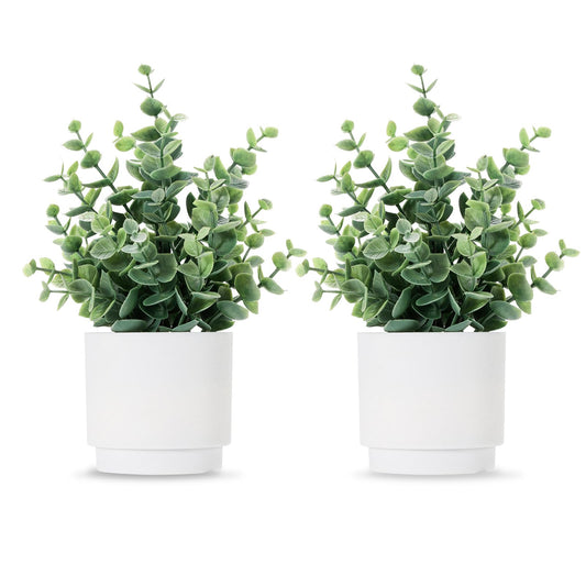 Mini Eucalyptus