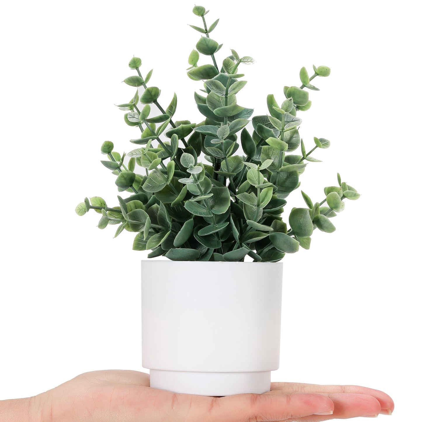Mini Eucalyptus