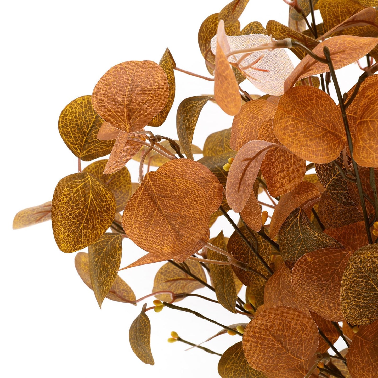 Eucalyptus Leaves Stems